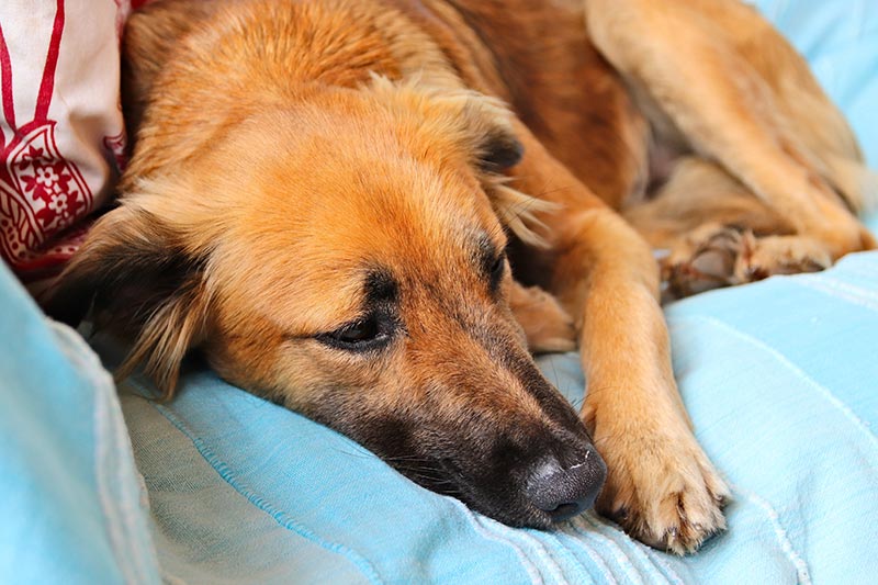 parvovirosis canina