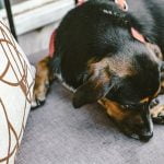 Parvovirus canino | Veterinario Argos