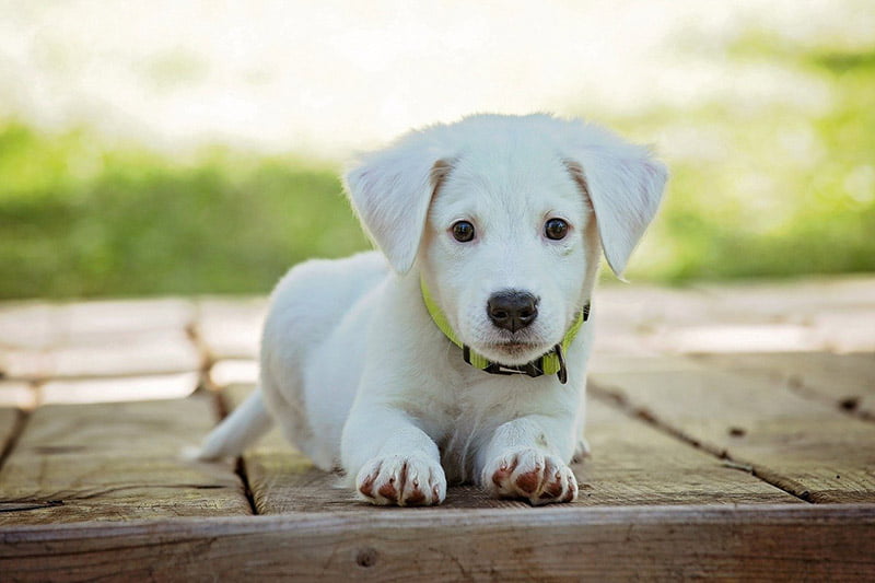 Demodicosis canina | Clínica veterinaria Argos