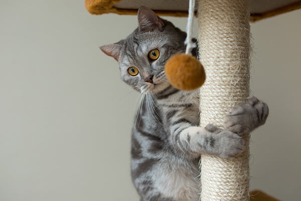 Clave de la rutina de los gatos | Veterinario Argos