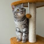 La importancia de la rutina de los gatos