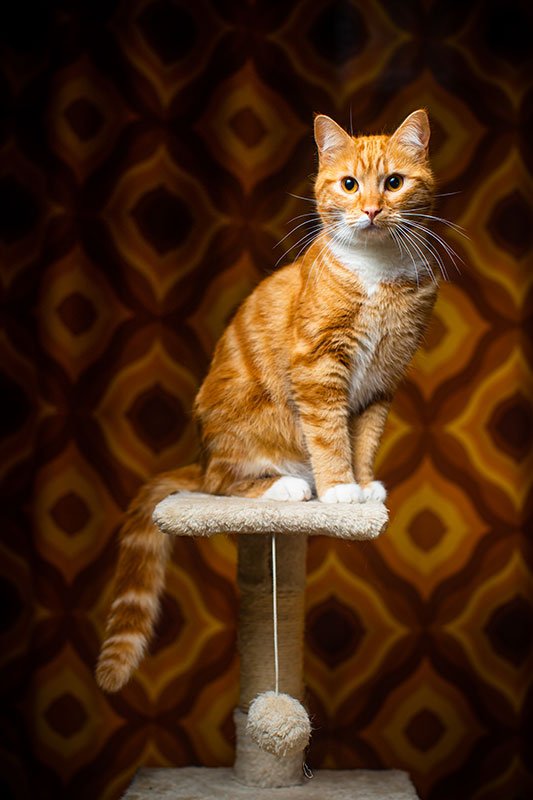 Rutina para gatos | Argos