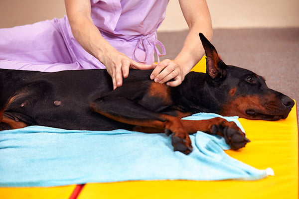 fisioterapia especializada en perros