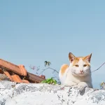 ¿Cuánto tiempo vive un gato?