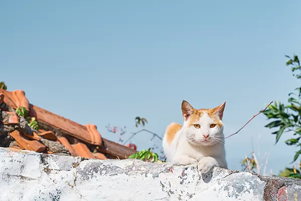 ¿Cuántos años vive un gato?