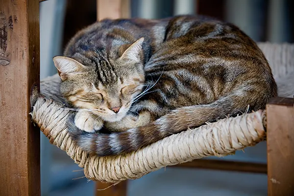 necesidad Amperio Agresivo Cuánto tiempo vive un gato? | Clínica Argos