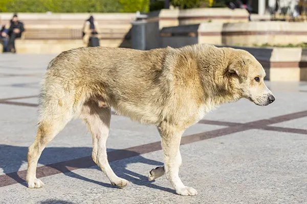 embarazo de una perra | Veterinario Argos