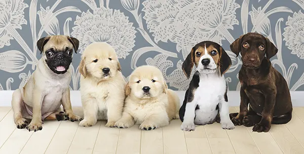 Mi perra ladra a sus cachorros