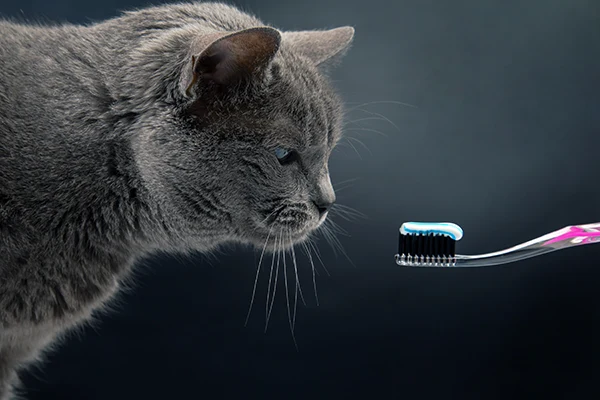 cuidar los dientes de los gatos