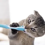 lavar dientes de un gato
