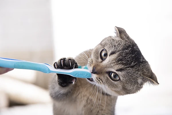 lavar dientes de un gato