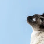 ¿Qué es el virus de la inmunodeficiencia felina?