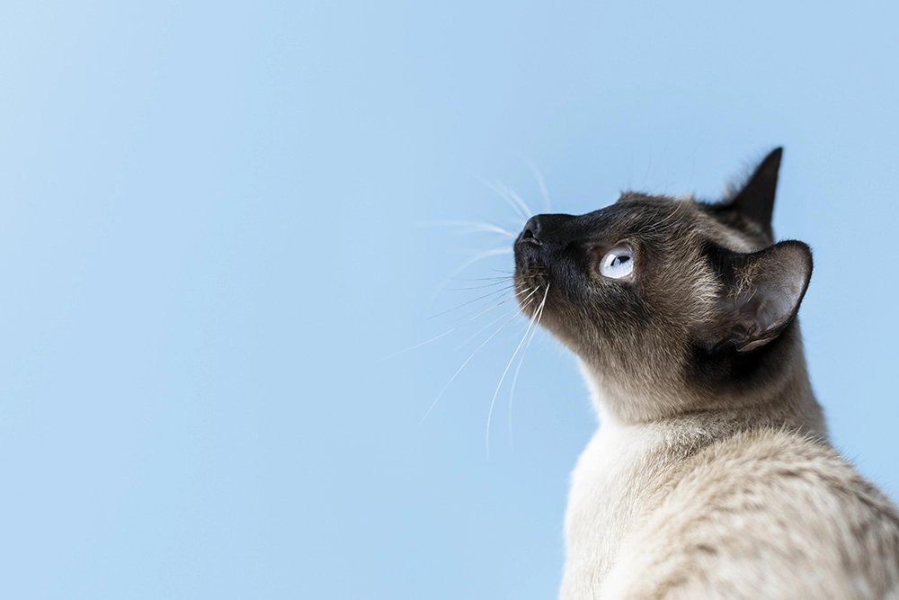 ¿Qué es el virus de la inmunodeficiencia felina?