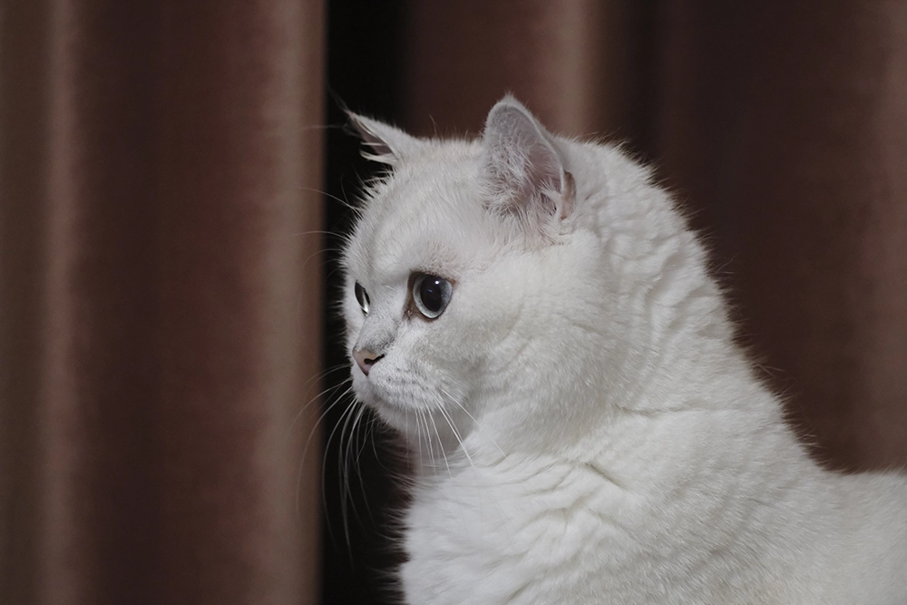 Síntomas de la inmunodeficiencia felina