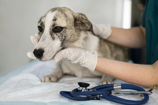 Soplo en el corazón de un perro