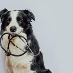 soplo en los perros | Veterinario Argos