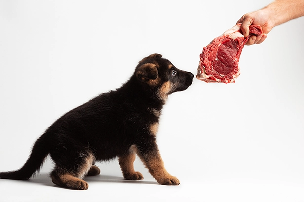 Dieta Barf perros