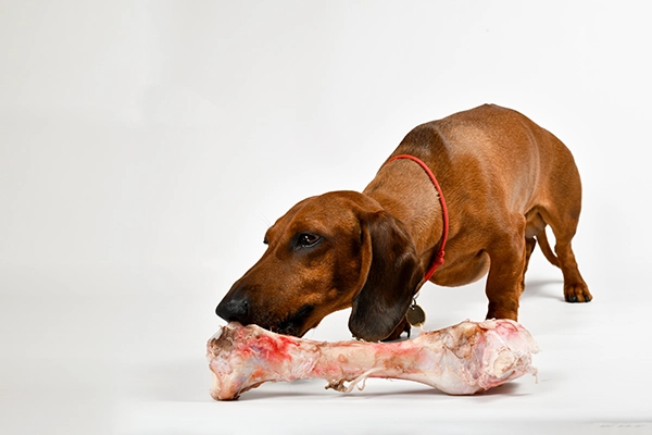 Dar carne cruda a mi perro