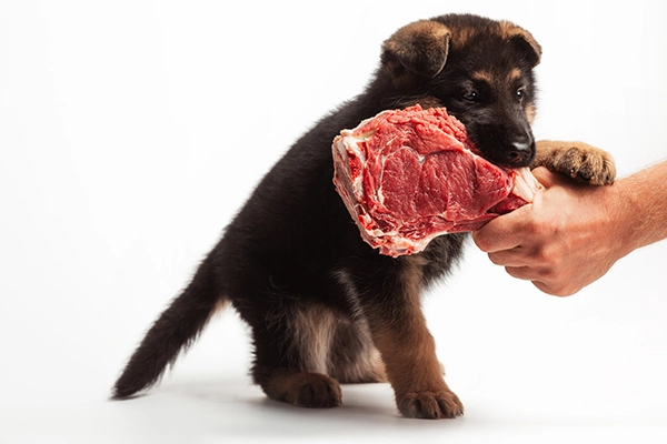 Carne cruda para perros