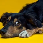 Problemas de ictericia en los perros