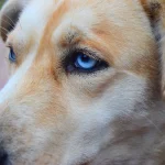 perro gris con ojos azules