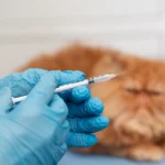 Anestesia veterinaria para gatos | Argos
