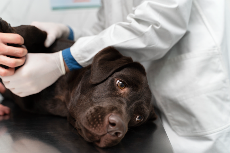 Anestesia para perros