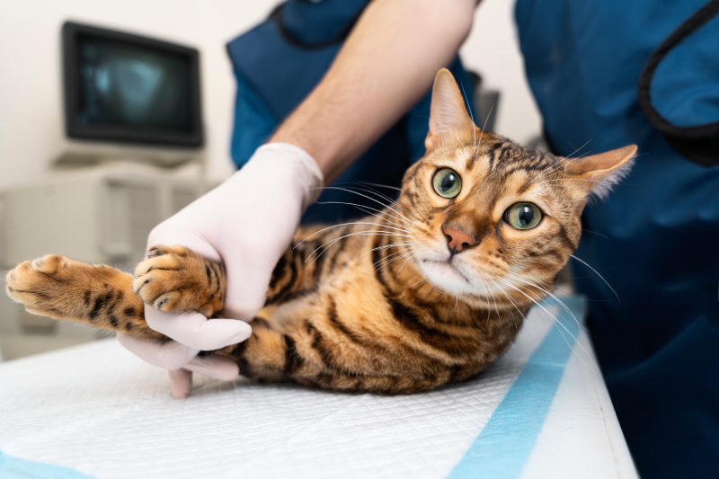 efecto anestesia gatos | Argos