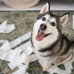 sangre en las heces del perro | Veterinario Argos