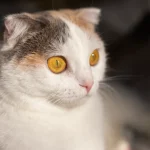 gusanos en los ojos del gato