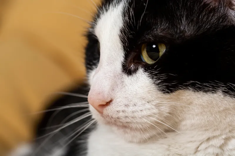 Thelaziosis parásitos ojos gato