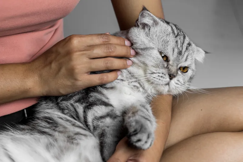 tratamientos para tumores de mama en gatas