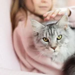 gata con un tumor de mama