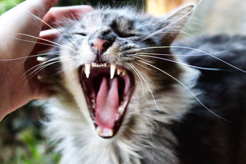 Por qué mi gato me ataca | Argos