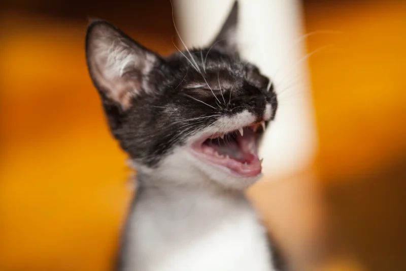 Mi gato me ataca mientras duermo