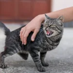 Gato violento con su dueño