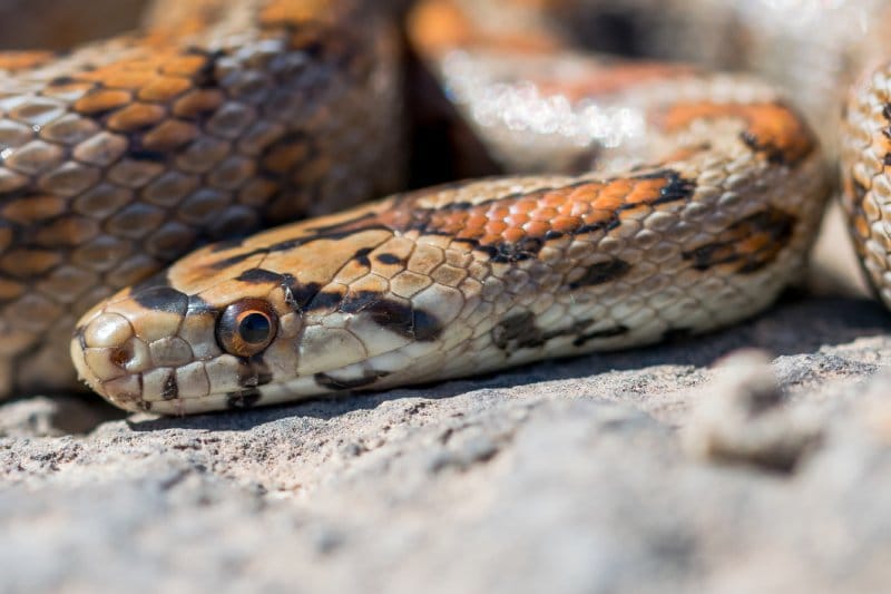 Mi perro está herido por una serpiente