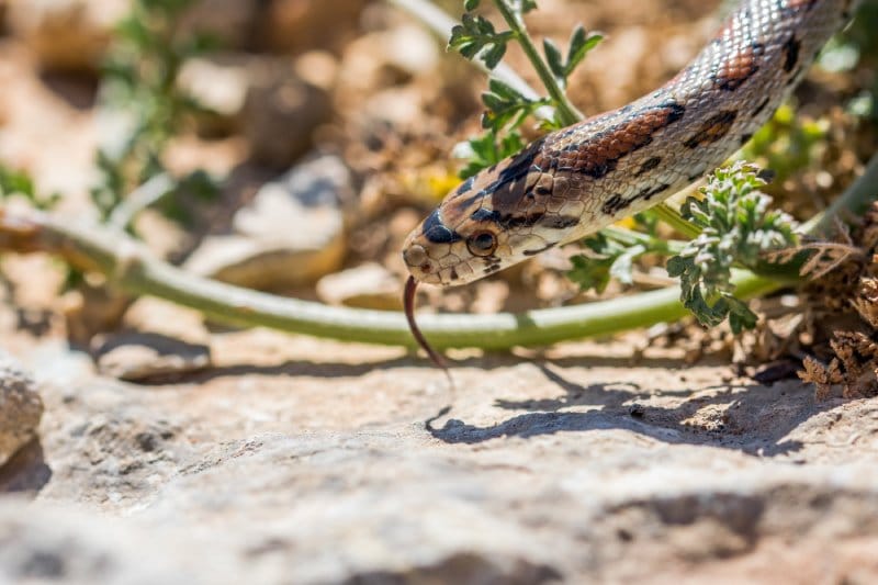 Perro envenado por serpiente