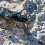 picadura de serpiente en perros