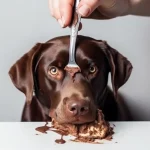 Mi perro ha comido chocolate