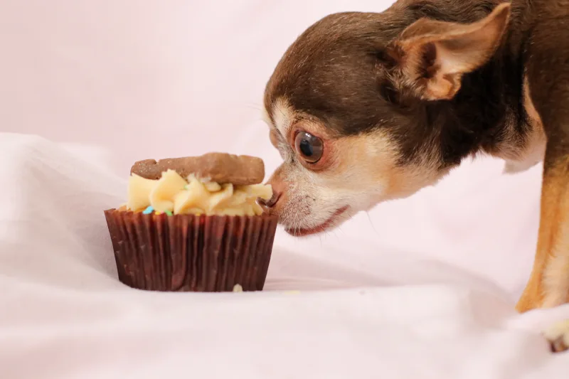 Perro comiendo chocolate