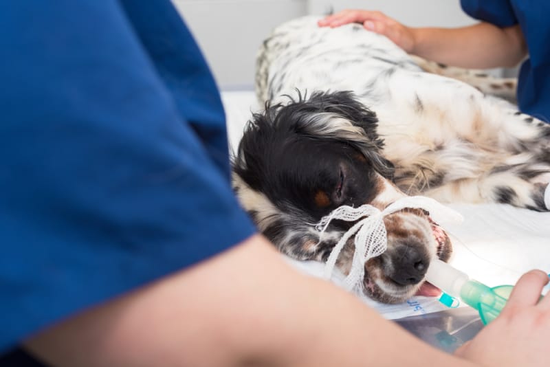 creo que mi perro tiene cáncer