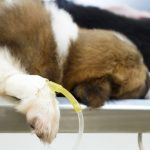 Mi perro tiene cáncer