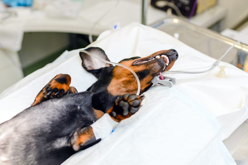 Cáncer en perros