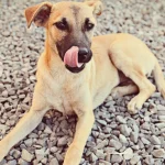 Mi perro come piedras