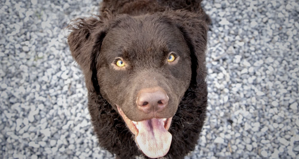 ¿Por qué mi perro come piedras?