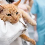Calicivirus felino | Clínica Argos