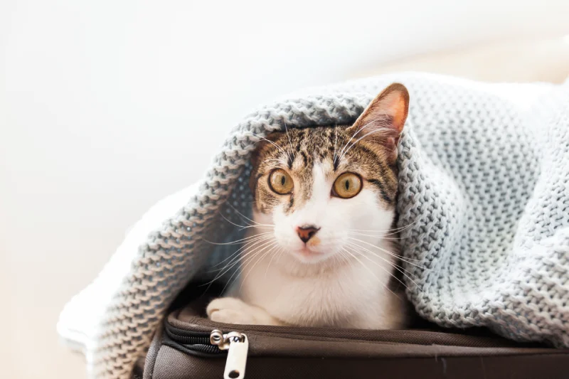 Prevención calicivirus gatos | Argos