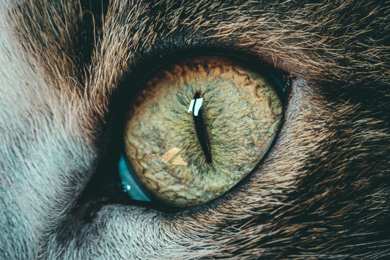 la visión nocturna de los gatos