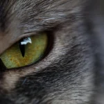 vista gatos en la oscuridad